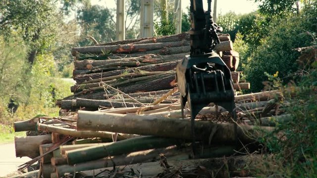 Palas de grúa recogiendo madera