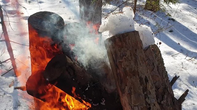 The Burning a fire in the forest close up. Burning wood in the winter. Fire in the forest. Big bonfire.