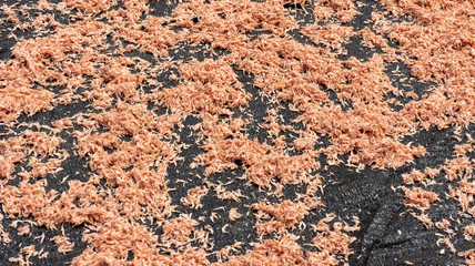 Dried shrimp process
