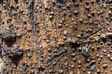 Paisaje arbol y corteza natural