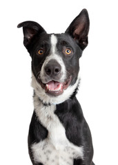 Happy Smiling Border Collie Crossbreed Dog Closeup