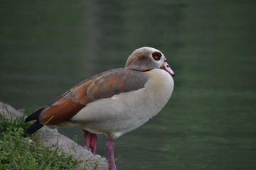 bird relaxes along water edge