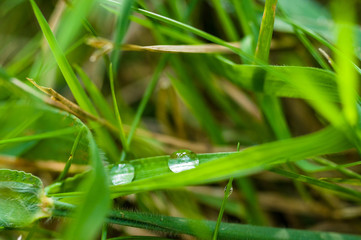 Drops of water on the green grass after rain, macro