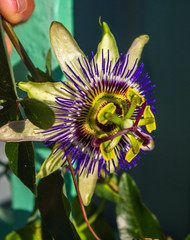 passion flower Passiflora caerulea Passionflower against green garden background