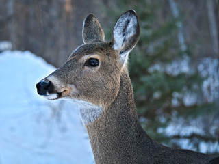 White-tailed Deer - Odocoileus virginianus, closeup portrait of a young doe on snow in winter in Minnesota.