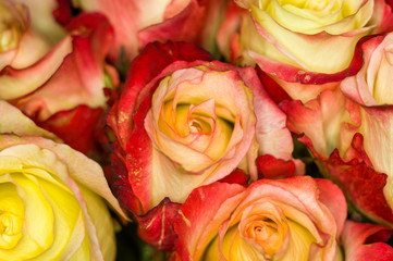 Beautiful large bouquet of yellow-red roses. Nature. close up, selective focus