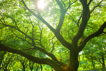 sunshine tree in the morning