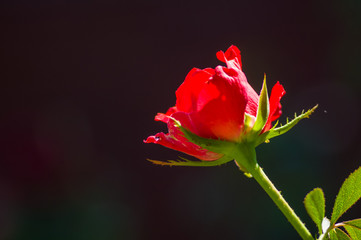 Beautiful Red Rose flower. Nature. close up, selective focus