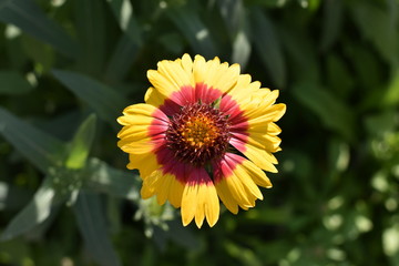 yellow flower opens to sun in the garden at start of spring