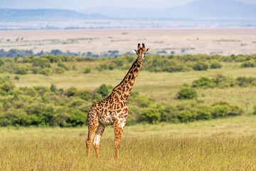 Masai Giraffe Standing Alone in Kenya Africa