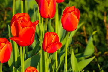 Fototapeta premium colorful tulips in early spring in the garden