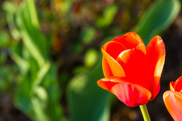 Naklejka premium colorful tulips in early spring in the garden