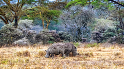 Mother and Baby White Rhinos in Lake Nakuru