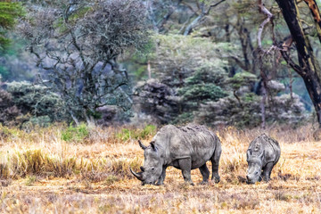 Naklejka na ściany i meble Mother and Calf White Rhino in Kenya