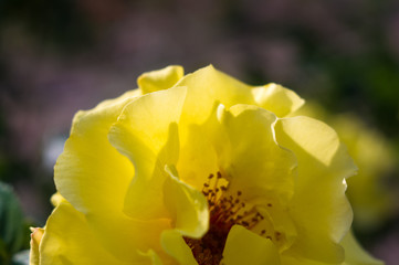 Yellow Rose flower. Nature. close up, selective focus