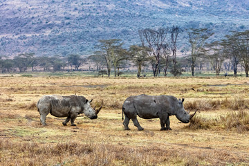 Naklejka premium Rhino and Calf Walking in Lake Nakuru Kenya