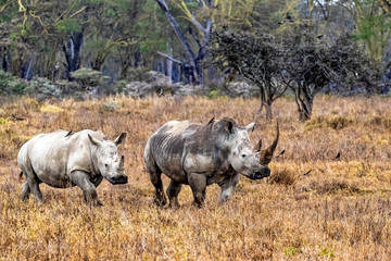 Fototapeta premium Rhinoceros With Calf in Lake Nakuru