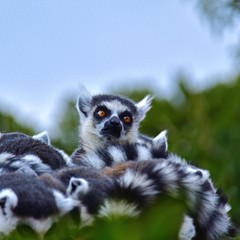 Obraz premium 集団で暖をとるワオキツネザル