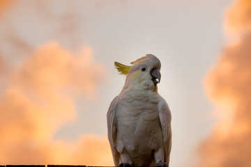 male cockatoo white parrot perching fence with orange and pink sky clouds sunlight bird sunrise...