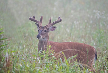 White Tailed Deer in velvet an open field in fog.