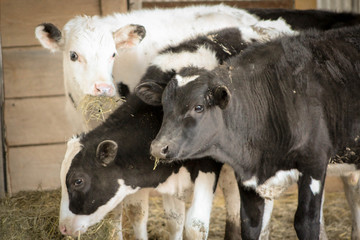 Beef Cattle on Farm
