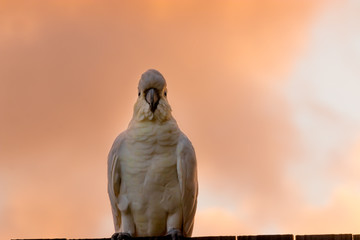 male cockatoo white parrot perching branch with orange and pink sky clouds sunlight bird sunrise beautiful morning  Gold Coast Australia 