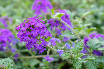 Obraz premium Blooming purple flowers on green foliage background ~PURPLE HAZE~