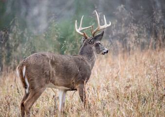 During the rutting season, a White Tailed Buck rubs his antlers on a scrape.