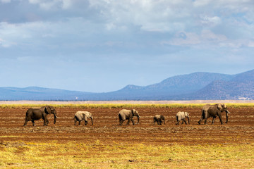 Row of Elephants Walking in Dried Lake