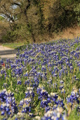 Bluebonnets Blooming Spring in Austin TX