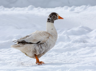 Gaggle of domestic geese in snowy farmyard