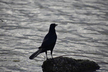 black crow on the beach