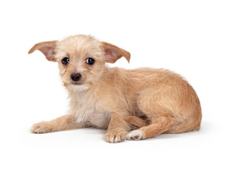 Scruffy Terrier Tan Color Puppy Lying Down