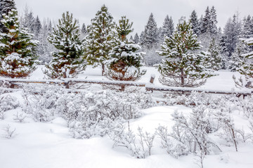 small fir trees with wooden rail fence covered with fresh snow on a cold winter day