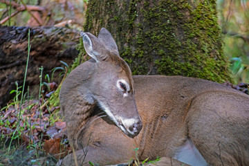 A female White Tailed Deer sleeps in the woods.