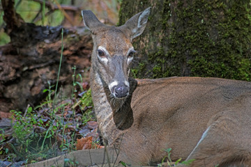 Closeup of a female White Tailed Deer lying in the woods.