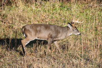 White Tailed Buck during the rutting season in Cades Cove.
