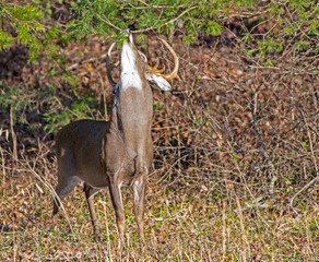 A White Tailed Buck nibbles at pine leaves above his head.