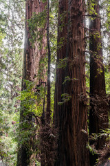 Trees at Muir Redwood park