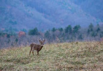 Portrait of a White Tailed Buck in the landscape of Cades Cove.
