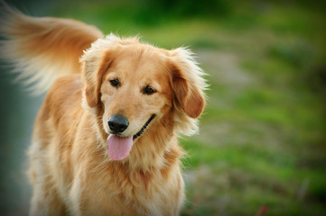 Golden Retriever dog outdoor portrait