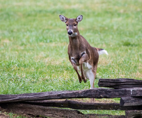 A female White Tailed Deer jumping a split log fence.