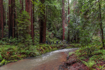 Trees at Muir Redwood park
