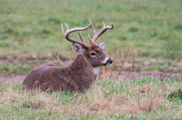 White Tailed Buck lying in green grass in Cades Cove.