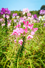 Spring summer blossoming spider flower field colorful / Cleome hassleriana