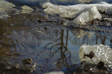 reflection water tree