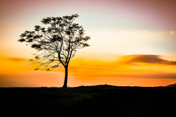 one tree on hill beautiful sunset standing alone / Silhouette tree yellow sky background