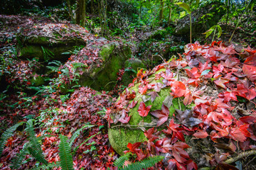 Leaves red maple on the rock in the with green moss in the forest