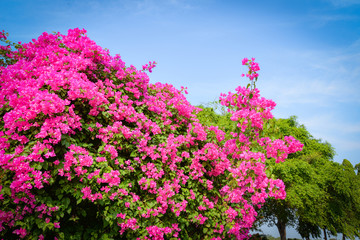 Obraz na płótnie Canvas Pink bougainvillea flower beautiful blossoming in the garden park and blue sky background