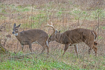 White Tailed Deer behavior during rutting season in Cades Cove.